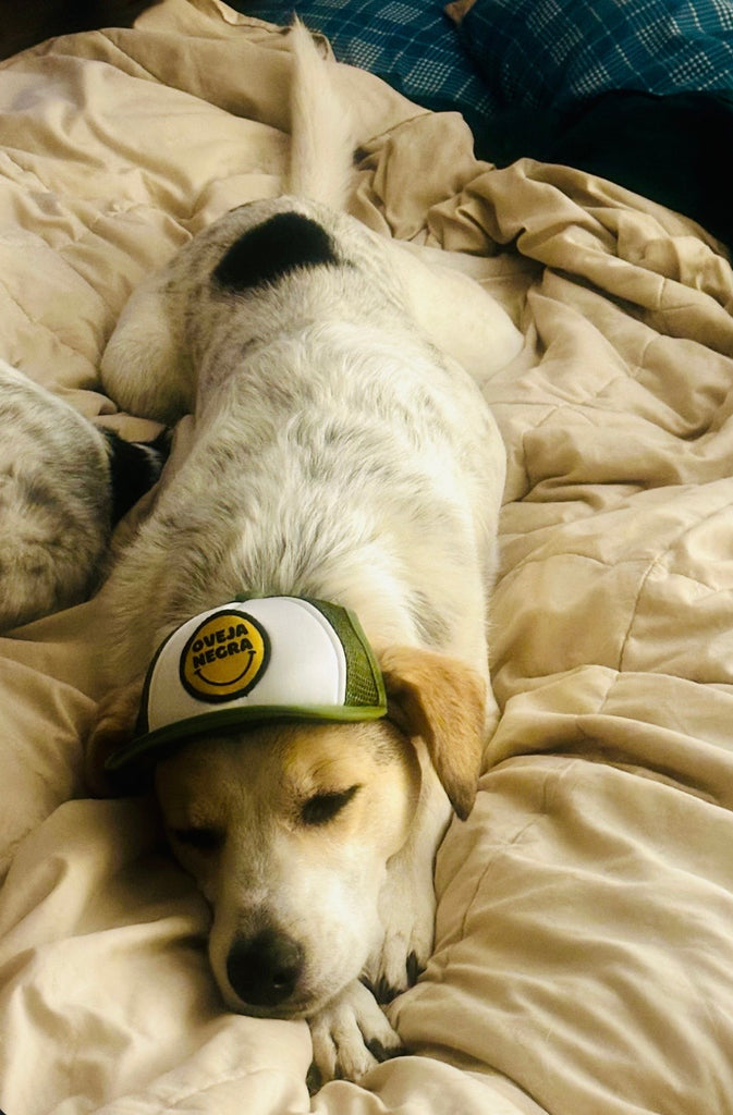 Pup Lid Foamy Dog Hats