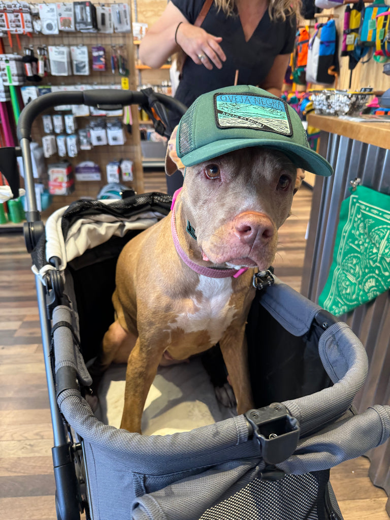 Pup Lid Foamy Dog Hats