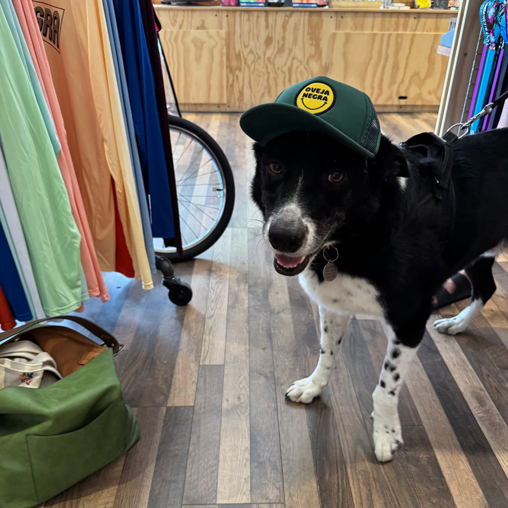 Pup Lid Foamy Dog Hats