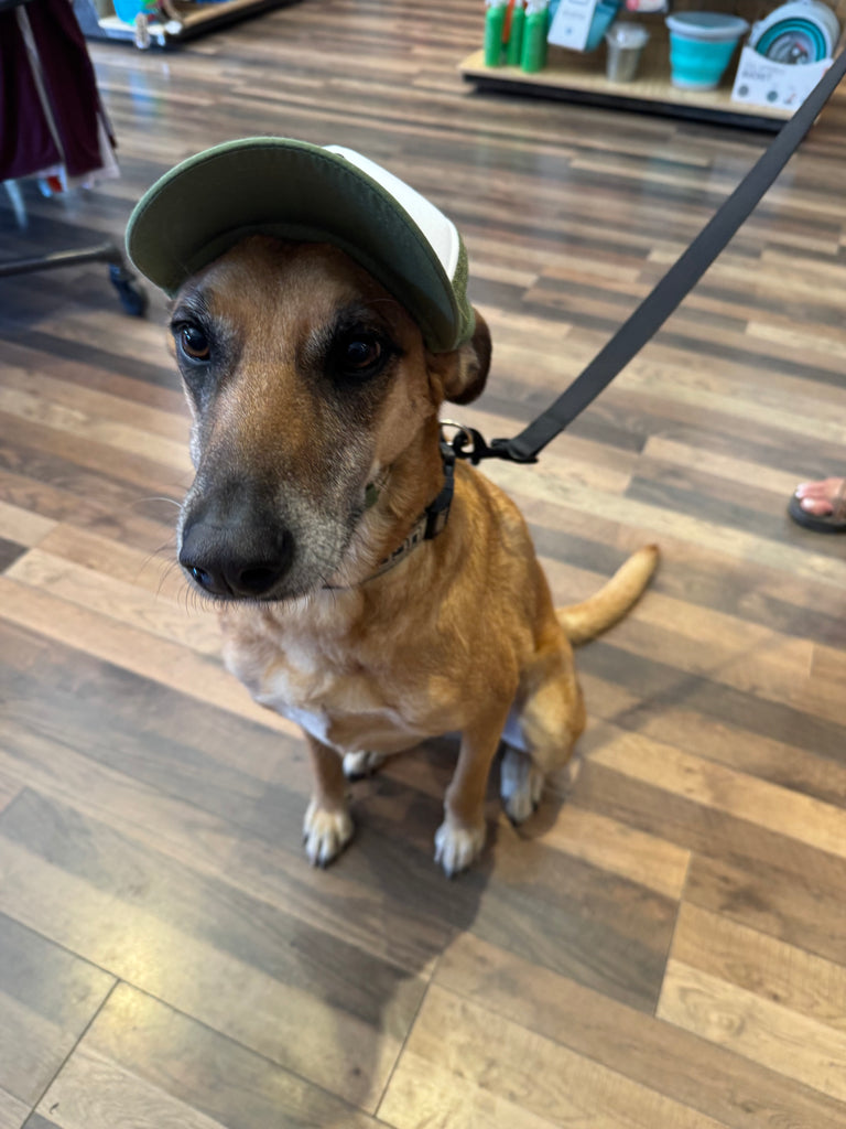Pup Lid Foamy Dog Hats