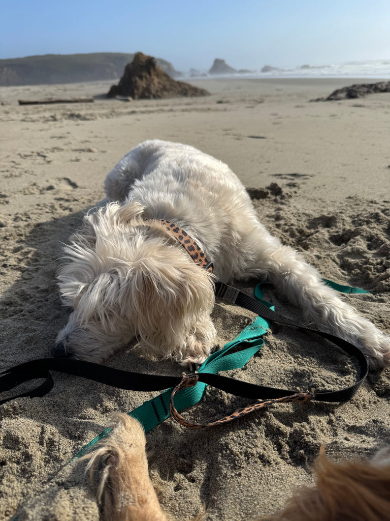Kooky Dog Collar