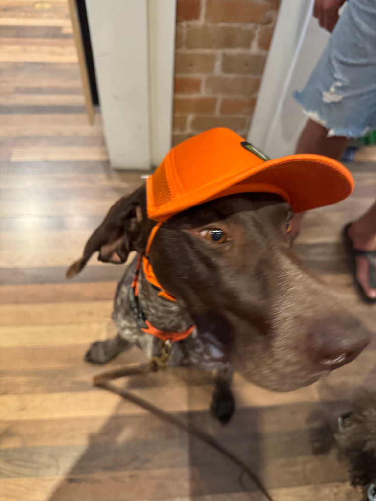 Pup Lid Foamy Dog Hats