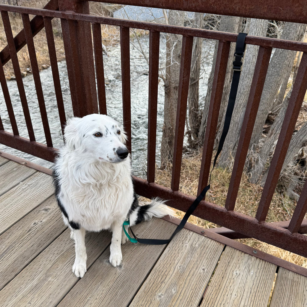 Wacky Walker Dog Leash