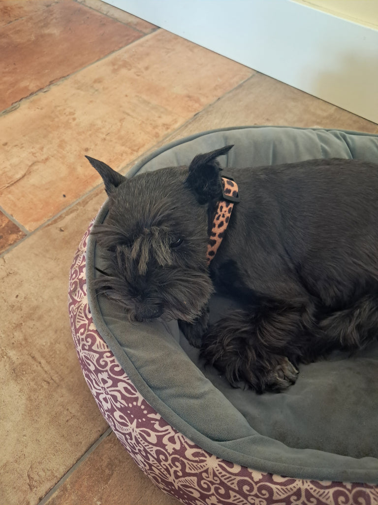 Kooky Dog Collar