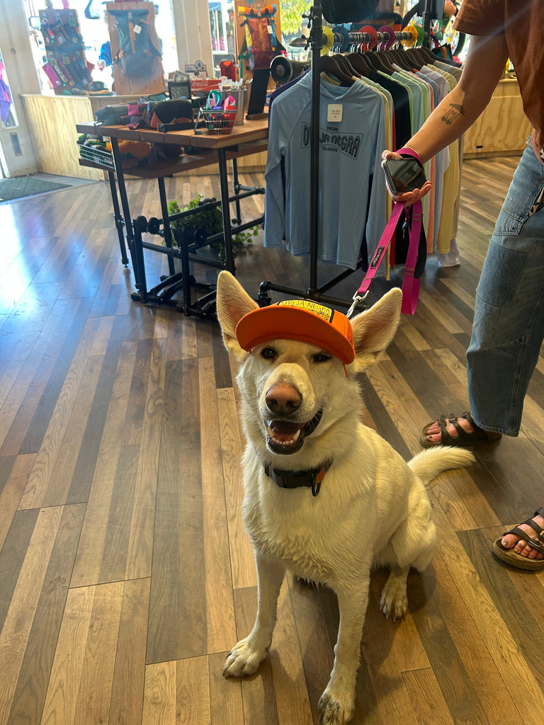 Pup Lid Foamy Dog Hats