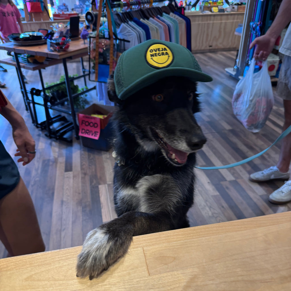 Pup Lid Foamy Dog Hats