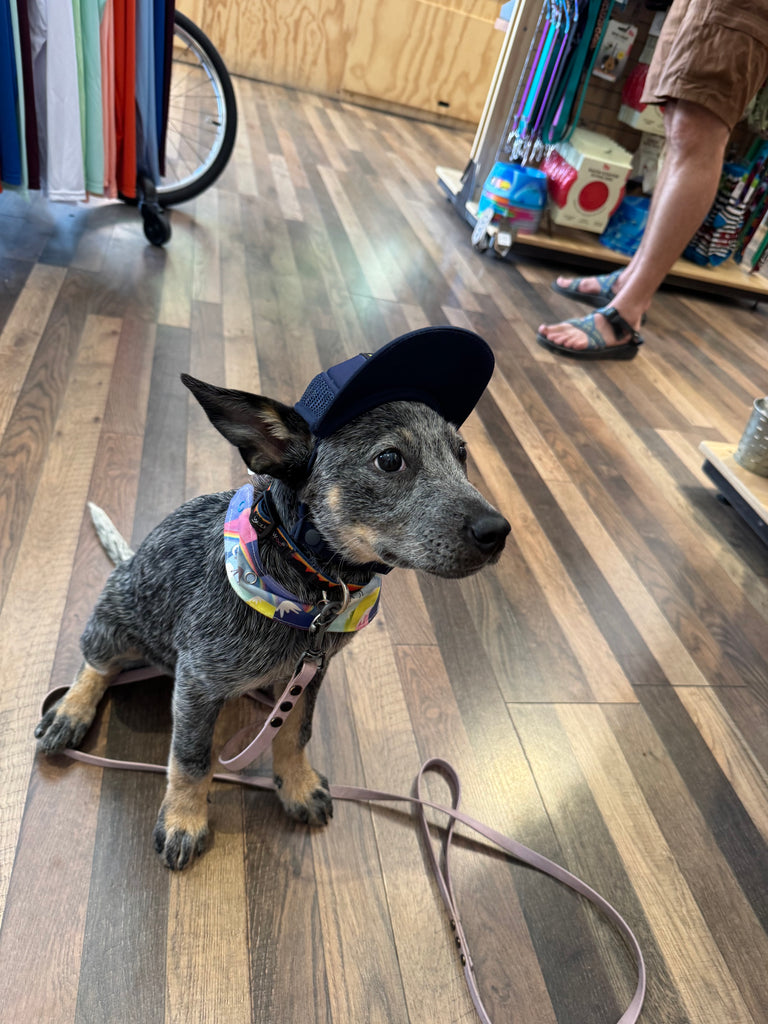 Pup Lid Foamy Dog Hats