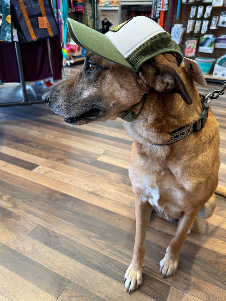 Pup Lid Foamy Dog Hats