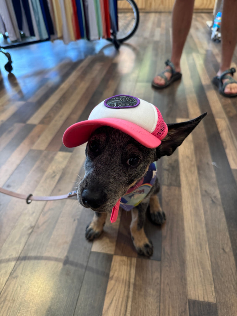 Pup Lid Foamy Dog Hats