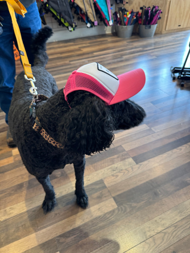 Pup Lid Foamy Dog Hats