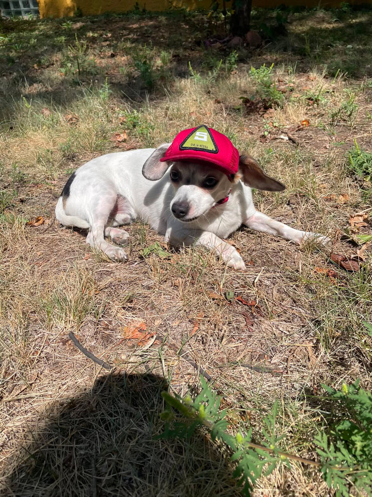Pup Lid Foamy Dog Hats