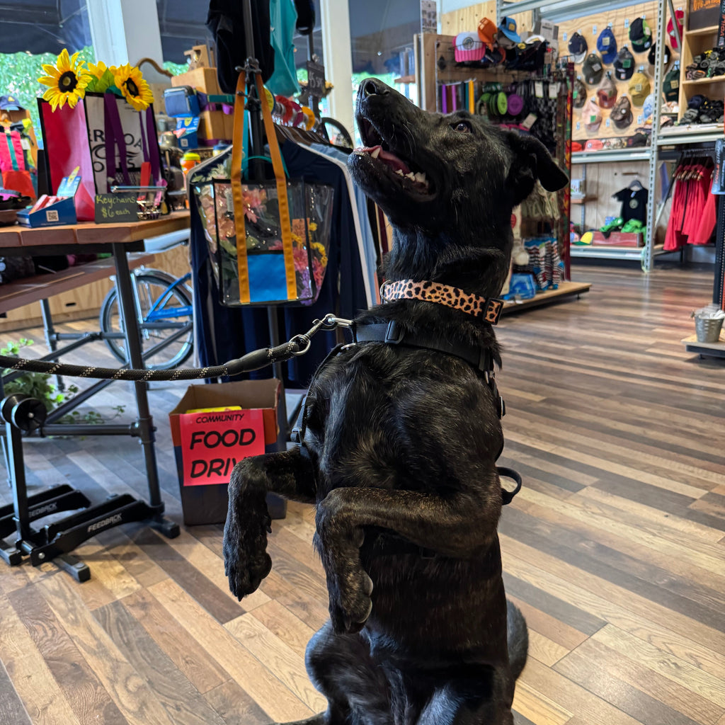 Kooky Dog Collar