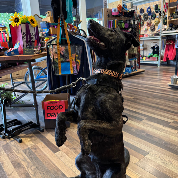 Kooky Dog Collar