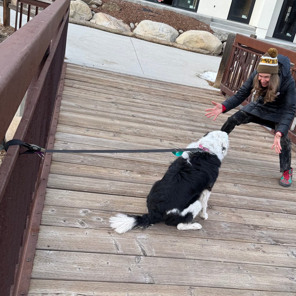 Wacky Walker Dog Leash