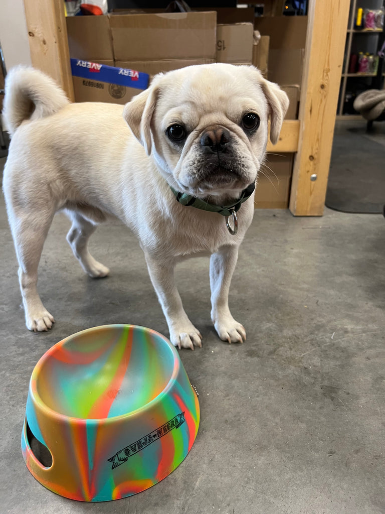 Silipints™ Dog Bowl