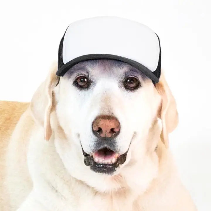 Pup Lid Foamy Dog Hats
