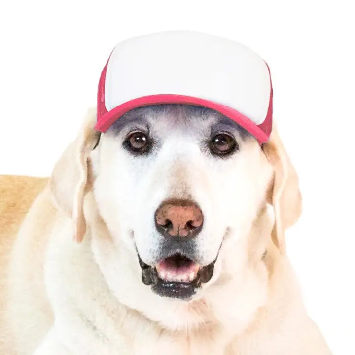 Pup Lid Foamy Dog Hats